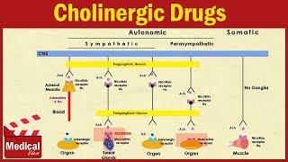 Pharmacology ANS 2 - Cholinergic Drugs ( Agonists and Antagonists )