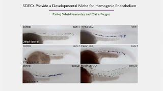 Genomics - Sanford Stem Cell Symposium