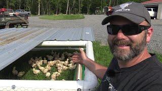 FREEDOM FROM THE SUPERMARKET! Raising meat birds on very small acreage!