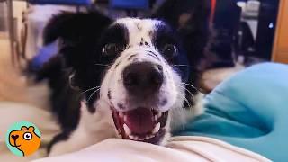 Unstoppable Border Collie Is A Hurricane In Her House | Cuddle Buddies