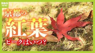 ピーク遅れる「京都の紅葉」…ツアー客は例年より少な目？叡山鉄道はライトアップを延長　観光協会は『観光客の分散』に期待（2024年11月22日）