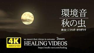 満月の夜・秋の虫の音（鈴虫・こおろぎ）α波で自律神経の乱れを整え、心身の疲労回復・眠れない夜にもどうぞ。