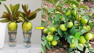 Best techniques: Growing Guava with Oranges In a water bottle For Growing Faster 100% Success