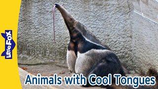 Cool Animals with Amazing Tongues | Anteater, Rattlesnake, Chameleon, Komodo Dragon | Little Fox