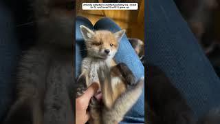 A family adopted a baby fox that lost its mother.