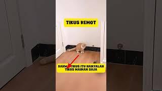 Mobil Remot Jenis Tikus #mobilremot #mobilmainan #mobiloffroad #mobilanakanak #mobilrcmurah #offroad