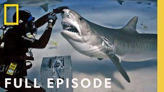 Shark Superpower (Full Episode) | National Geographic