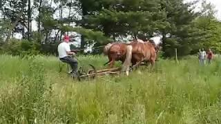 Tillers International Farming with Oxen and Horses Class