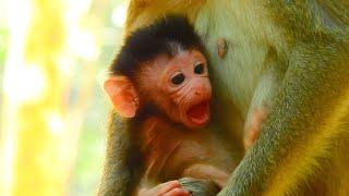 BABY MONKEY ARIANA ANGRY MUM ANNA REJECT MILK