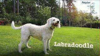 Labradoodle Breed Information: Temperament, Lifespan & Facts | Petplan