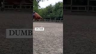 Dumb ways to die - equestrian edition * I broke my back *