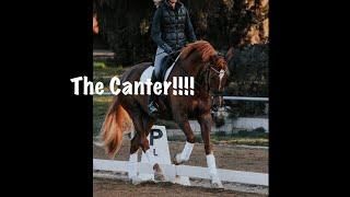 The Canter -Everything to Help you with Your Canter!