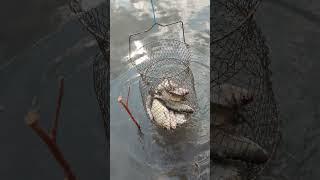 Подлещик, #fishing на червя #ловим .