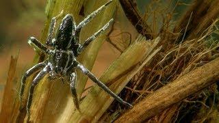 The Raft Spider is the Perfect Underwater Predator | Deadly 60 | BBC Earth Explore