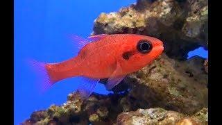 フレームカージナル Flame cardinalfish, Flamefish　Apogon sp.