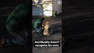 Dog leaps into owner’s arms when he realizes she’s finally home again ️