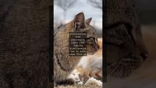 Whisker Wisdom Celebrating Our Feline Friends Unconventional DominanceAs we celebrate...