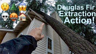 Doug Fir Extraction Action! Removing a tree that fell on a house!