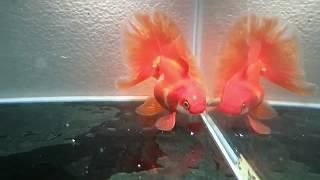 For Sale: Tosakin Goldfish Orange Male - Fishchick Aquatics (TakeABreak)