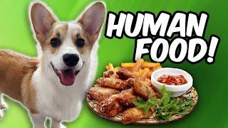 What Does My Corgi Puppy Think About Human Food? Plump Reacts To His First Time Having Human Food!