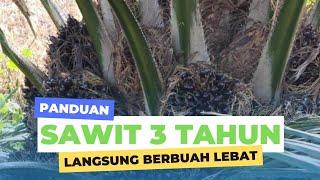 PUPUK SAWIT YANG SANGAT BAGUS UNTUK BUAH | SODIQ AGEN NASA