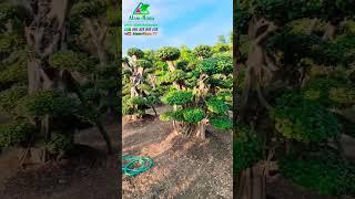 Bonsai Beringin Dolar Jumbo Bonsai Taman #shorts