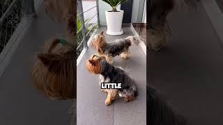 The Yorkshire Terrier: A Bundle of Joy and Energy #shorts #shortvideo