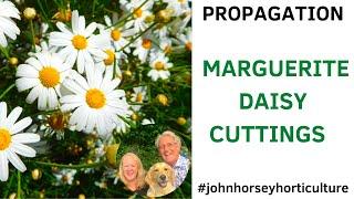 HOW TO TAKE SEMI-RIPE CUTTINGS FROM MARGUERITES - DAISY PROPAGATION