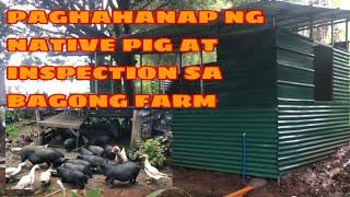 Paghahanap ng NATIVE PIG at inspection sa bagong FARM.