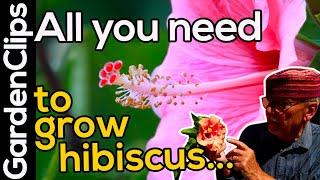 Hibiscus Flower Plant - Grow Hibiscus in a pot anywhere - Hibiscus plant care