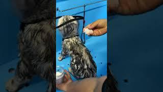 Правильно ли мы делаем? #fyp #viral #стрижкасобак #top #reading #домашниеживотные #cat