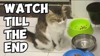 Cat falls over after falling asleep | Theres a cat in mi kitchen