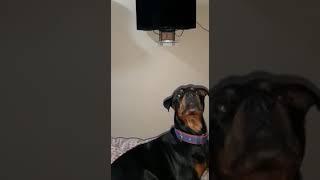 Rottweiler talking wit his mommy 