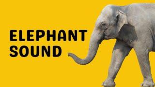 Elephant Sound | Trumpet