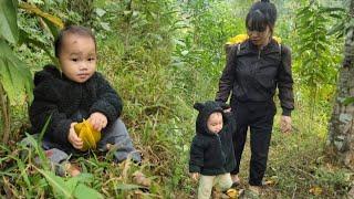 single mother Harvesting star fruit to sell And taking care of her children and building a life