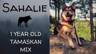 Allentown Dog Trainers ||| OLK9 Lehigh Valley ||| 1 Year Old Tamaskan Mix, Sahalie