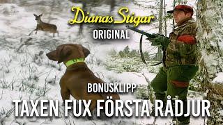 Bonusklipp: Taxen Fux första rådjur (Dianas Stigar Original)