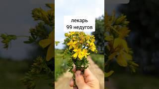 Зверобой - лекарь от 99 недугов #лекарственныетравы #травы #травник #растения
