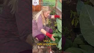 Wann ist Blumenkohl erntereif? #gemüseanbau #blumenkohl #gartengemüsekiosk