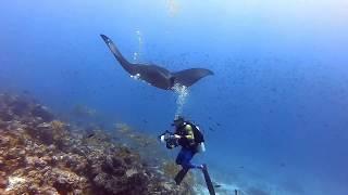 Marine Life Maldives - Soneva Underwater