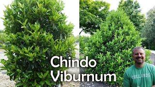 Viburnum awabuki 'Chindo'  - Chindo viburnum