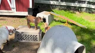 Baby goats Graham and S'mores, born into Animal Rescue League of Boston's care, will need new homes