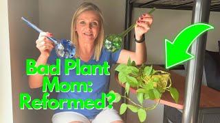 Blazin' Bison Self Watering Bulbs for Plants Review!