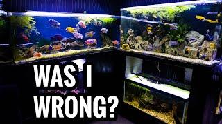 How Many AFRICAN CICHLIDS Should You Keep?