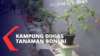 Kampung Dihias Tanaman Bonsai, Selain Asri juga Menjadi Pundi Rupiah