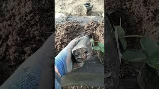 Посадка клубники в декабре