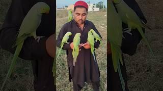 My Parrot Green Jora #shorts