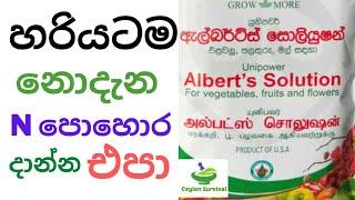 නයිට්‍රජන් වැඩ් පොහොර නිවැරැදිව යොදමු./How to apply albert solution fertilizer /Ceylon Survival