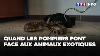 Quand les pompiers font face aux animaux exotiques｜TF1 INFO