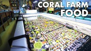 Should I feed my corals? - How we do it in our CORAL FARM